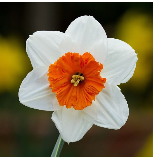 Название цветка нарцисс. Нарцисс ядовитое растение. Нарцисс цветок с красно оранжевым. Нарцисс (растение) СПАРЖЕЦВЕТНЫЕ. Нарцисс для 2 класса окружающий мир.